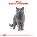 Pienso Royal Canin para gatos British Shorthair