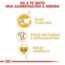 EL mejor Pienso Royal Canin para Razas de gatos British Shorthair 34