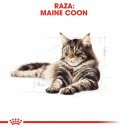 Pienso Royal Canin para gatos Maine Coon