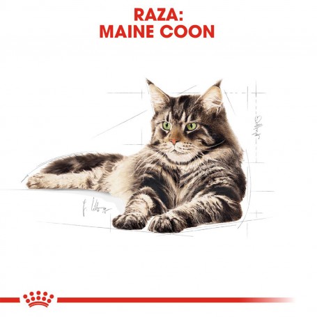 Pienso Royal Canin para gatos Maine Coon
