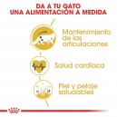 Pienso para gatos Royal Canin Maine Coon