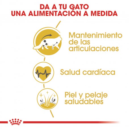 Pienso para gatos Royal Canin Maine Coon