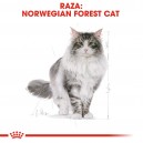 Pienso Royal Canin Norwegian Forest Cat