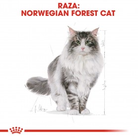 Royal Canin Norweigan Forest pienso para gato adulto Bosque de Noruega