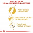 Pienso Royal Canin Norwegian Forest Cat alimento balanceado para tu gato