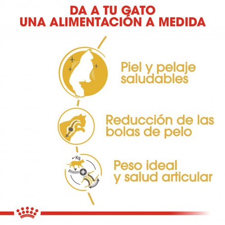 Pienso Royal Canin Norwegian Forest Cat alimento balanceado para tu gato