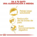 Pienso para gatos Royal Canin Persian