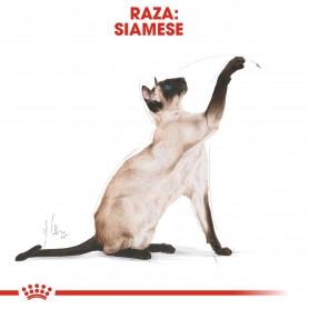 Royal Canin Siamese pienso para gato adulto siamés