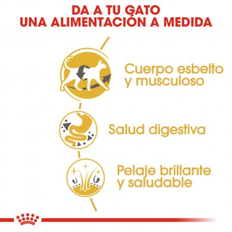 Alimentación balanceada pienso Royal Canin Razas Siamese 38 (Siamés)