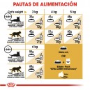 Pauta alimentación pienso Royal Canin Razas Siamese 38 (Siamés)