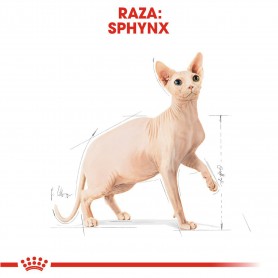 Royal Canin Sphynx pienso para gato adulto esfinge
