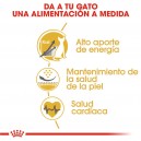 El mejor pienso para tu gato Sphynx, Royal Canin