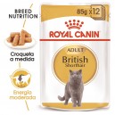 Royal Canin British Shorthair, comida húmeda para gatos