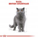 Para la raza British Shorthair, comida húmeda Royal Canin