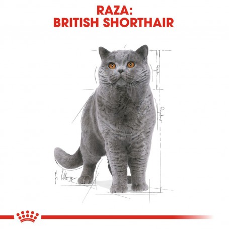 Para la raza British Shorthair, comida húmeda Royal Canin