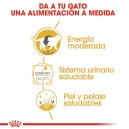 Alimentación completa en comida húmeda Royal Canin British Shorthair