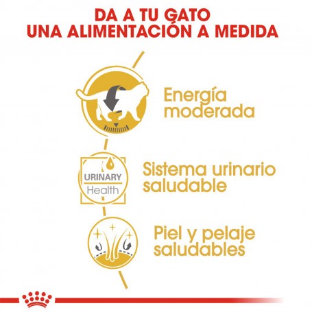 Alimentación completa en comida húmeda Royal Canin British Shorthair