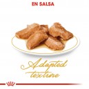 La mejor comida húmeda Royal Canin Maine Coon