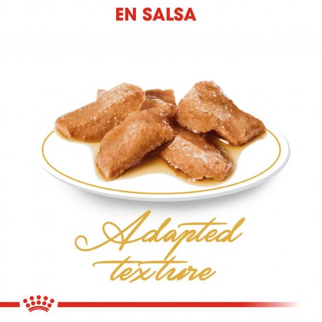 La mejor comida húmeda Royal Canin Maine Coon