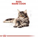 Royal Canin Maine Coon, comida húmeda para gatos