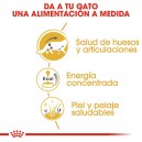 Royal Canin Maine Coon, la comida húmeda a la medida de tu gato