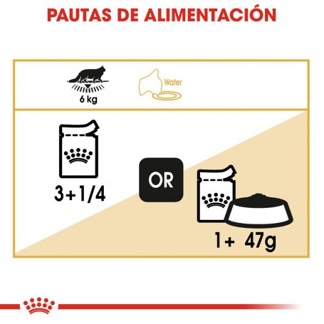 alimenta tu gato con comida húmeda Royal Canin Maine Coon