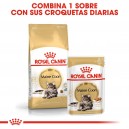 Royal Canin Maine Coon, comida húmeda para gatos