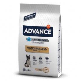 Advance French Bulldog