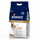 Advance French Bulldog