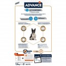 Advance French Bulldog