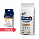 Advance Labrador