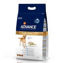 Advance Labrador