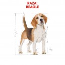 Royal Canin Beagle