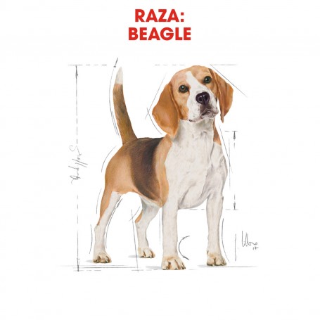 Royal Canin Beagle