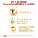 Royal Canin Beagle
