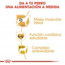 Royal Canin Boxer