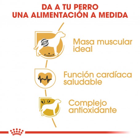 Royal Canin Boxer