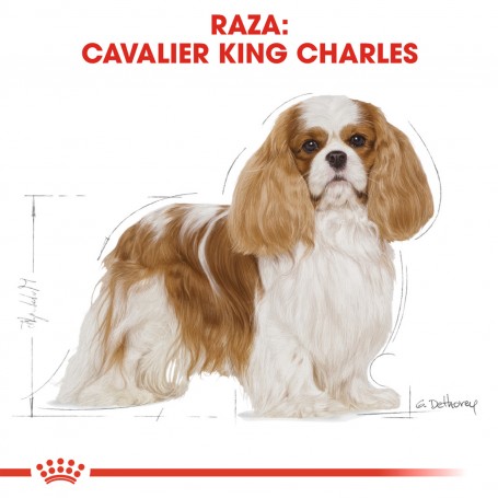 Royal Canin Cavalier King Charles