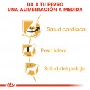 Royal Canin Cavalier King Charles