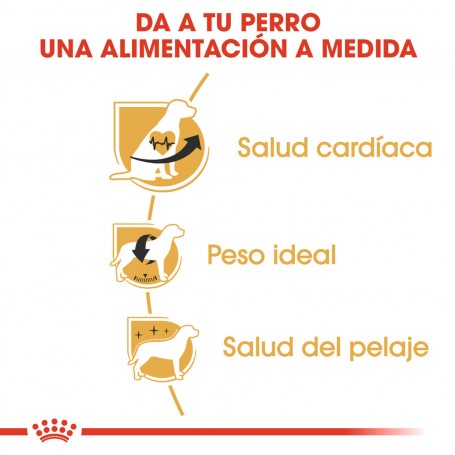 Royal Canin Cavalier King Charles