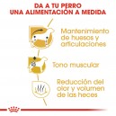 Royal Canin Dachshund Teckel