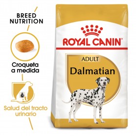 Pienso Dalmata