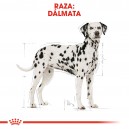 Royal Canin Dalmata Adulto