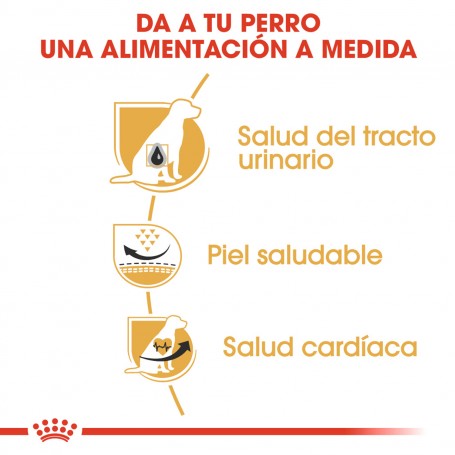 Royal Canin Dalmata Adulto