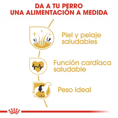 Royal Canin Golden Retriever