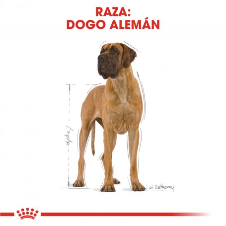Royal Canin Gran Danés