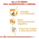 Royal Canin Gran Danés