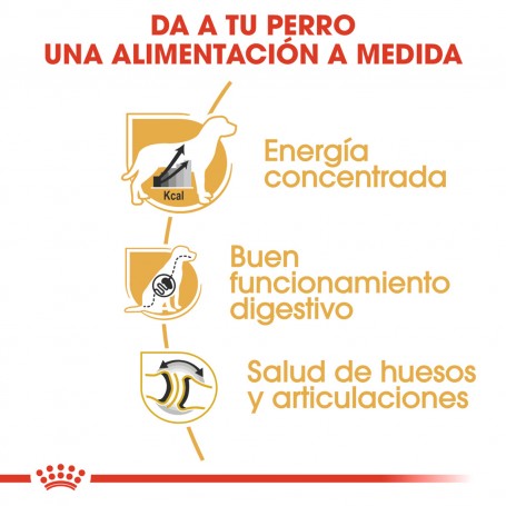 Royal Canin Gran Danés