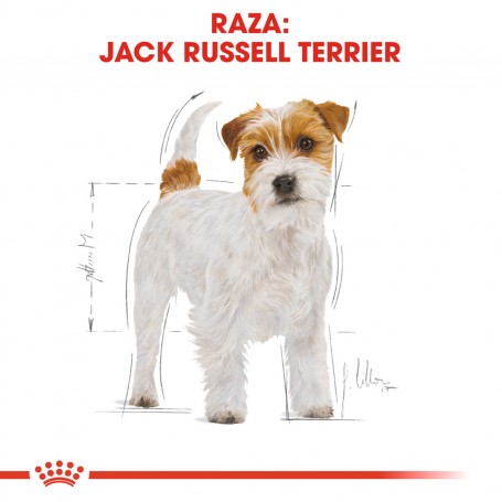 Royal Canin Jack Russell