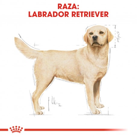 Royal Canin Labrador Retriever Adult